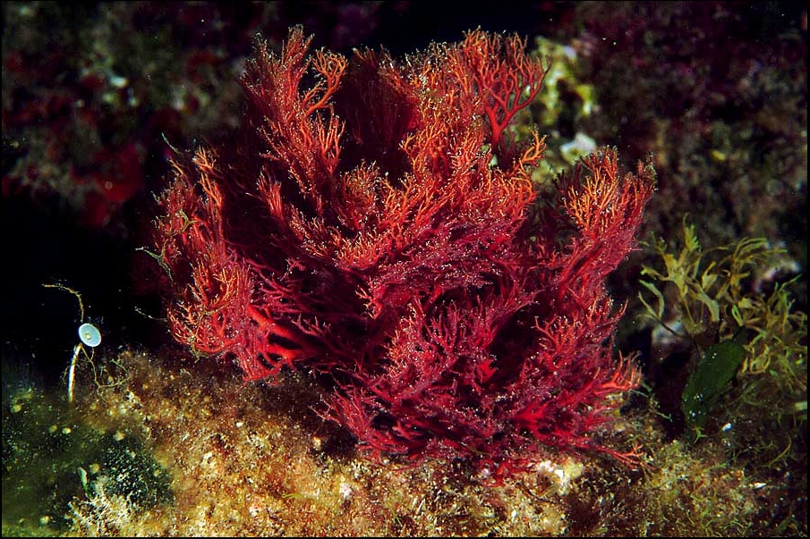 Sphaerococcus coronopifolius